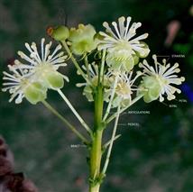  Male Flowers